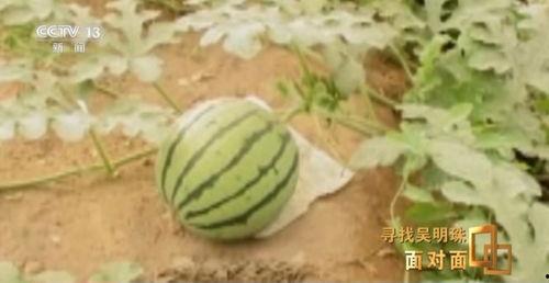 新疆网红吃瓜事件真相,真相与误解的交织  第2张